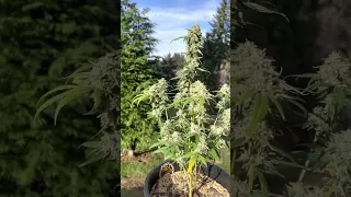 Twenty20 Mendocino Devil Fruit Autoflower