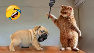 Try Not To Laugh 😸 Funniest Cats and Dogs 2023 😅🐶 Part 10 | Pets Nation