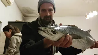 פלמידה 3 קילו על ג'יג. 3kg kingfish shore jigging