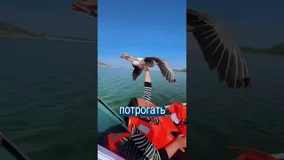 Китайцы прокатили летящую утку на моторной лодке