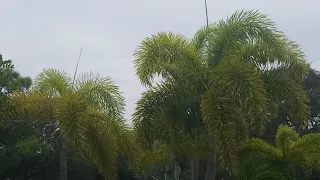 Fox Tail Palm Trees In Florida