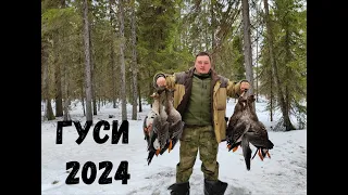 гусиная охота 2024