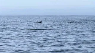 Blanco the Leusistic  Risso’s Dolphin.