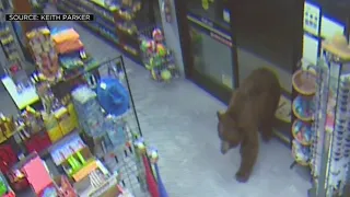 WATCH: Wild Videos Shows Bears Confronting People Inside Kings Beach Stores