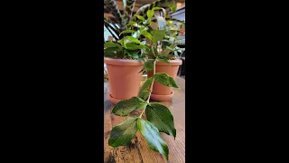 Hoya Polyneura Fish Tail Hoya I Care + Propagation Tips