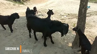 Awesome Village goats