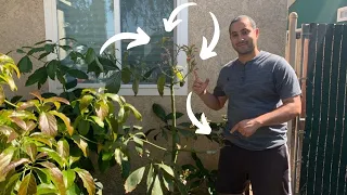 How to Graft Avocado Trees Step by Step!  4 Varieties on 1 Tree!