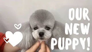 Toy Poodle Grooming By Asian Groomer | Toy Poodle Salon & Haircuts