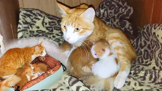Rescue poor abandoned mother cat and her 4 newborn kittens