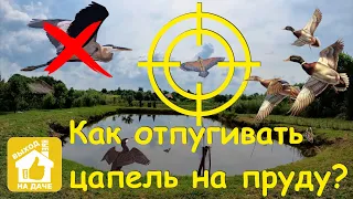 Как отпугивать цапель, бакланов, чаек и уток с прудов?