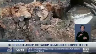 В Сибири нашли останки вымершего животного