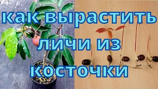 Как вырастить личи из косточки