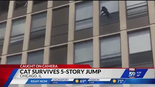 Viral video shows cat surviving a five-story jump to escape fire