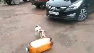 Two-liter explodes and stuns dog.