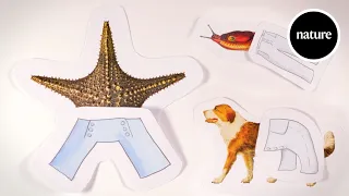 How would a starfish wear trousers? Science has an answer