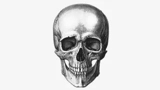 how i draw a realistic skull