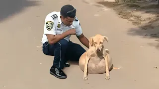 45 Animales que piden ayuda y bondad a la gente