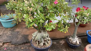 REPLANTIO DE ROSA DO DESERTO EM TEMPO DE CHUVA COMO DEVE SER FEITO NA CASA DA SANDRA