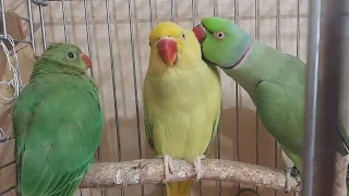 Ожереловые попугаи. Разведение и птенцы