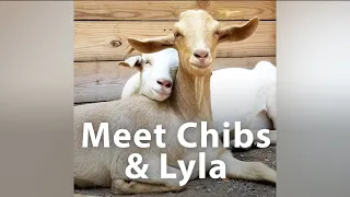 Three-Legged Baby Goat's Twin Brother Cheers Her On