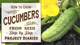 ★ How to: Grow Cucumbers from Seed (A Complete Step by Step Guide)
