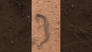 How far can a Mojave Rattlesnake strike?