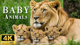 Baby Animals 4K - Amazing World Of Young Animals 4k Relaxation Film