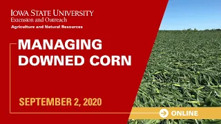 Managing Downed Corn
