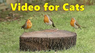 Videos for Cats ~ The Prettiest Birds for Cats to Watch ⭐ 8 HOURS ⭐