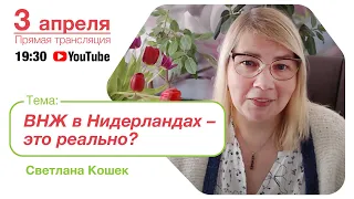 ВНЖ в Нидерландах - это реально?