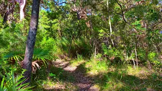 Immersive bush walk in Sydney's Northern Beaches, Australia 🇦🇺 #walkwithme 4k