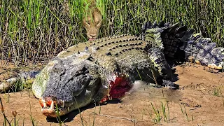 Tragic Scene! Crocodile Meets Tragedy When Dare To Go Ashore To Fight With The Fierce Lions