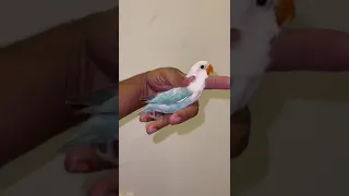 dilute opaline lovebird