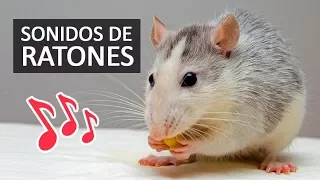 SONIDOS DE RATONES Efectos de Sonido HD