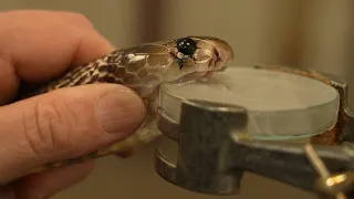 Extracting Venom From Deadly Snakes | 24 Hours With | BBC Earth