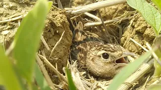 Sparrow Bird Hatching Eggs in Nest. #sparrow #birds #nest #hatching #villagephotography