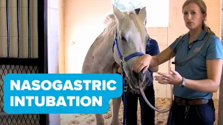Equine Training: Nasogastric Intubation