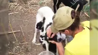 In the reeds, the mother dog with cancer asked me to help her 6 poor puppies