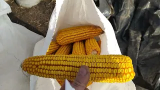 Гибрид кукурузы КСС 5290 даёт 204 ц. початков.