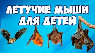 Летучие мыши для детей - развивающее видео | Карточки Домана | Школа Монтессори для самых маленьких