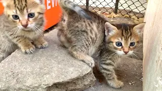 Little tabby kittens are playing very cute