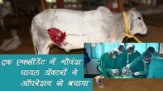 Accident of Cow (Operation)