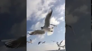 Feeding seagull. Slow motion. Кормление чаек(Замедленная съемка)