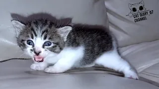 Cute Kitten Calling His Mother ❗️#kitten