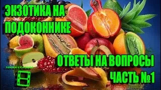 ЭКЗОТИКА НА ПОДОКОННИКЕ. №1 ОТВЕТЫ НА ВОПРОСЫ. ПРЯМЫЕ ТРАНСЛЯЦИИ