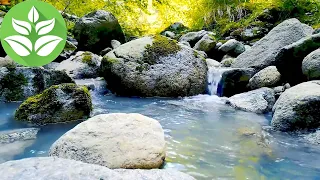 Голубой ручей в лесу. 10 часов нежных звуков (белого шума) воды для сна.