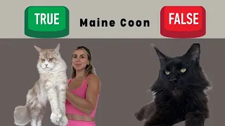 Main Coon: Myth or Fact. Let’s look into some common myths about the MC