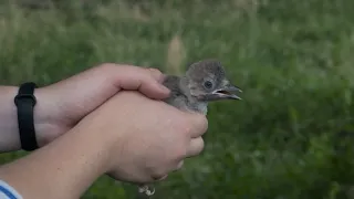 ТЫЛ — Графское