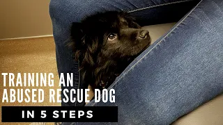 My Rescue Dog Was Abused How Can I Train Her?