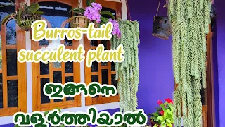 Burros tail succulent plant പരിചരണം വളർച്ചയും|Burros tail succulent plant care and growth|Anjus Nest